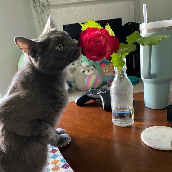 Meet the posher - Maggie! - Picture 7 of 10